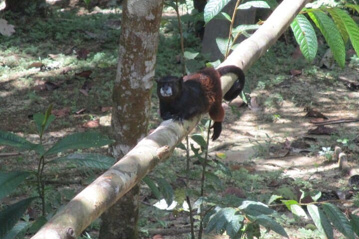 Private Amazonas Tour from Leticia — Ticuna Villages, Pink Dolphins & Monkey Rescue photo 5