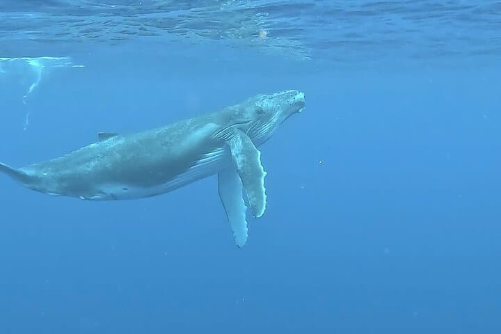 Private 4-Hour Humpback Whale Encounter in Moorea — Swim with Cetaceans photo 6