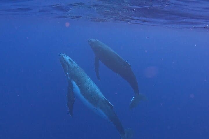 Private 4-Hour Humpback Whale Encounter in Moorea — Swim with Cetaceans photo 4
