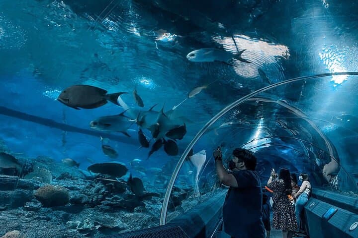 Underwater World Pattaya: 105-Meter Acrylic Tunnel & Interactive Aquarium Experience photo 3