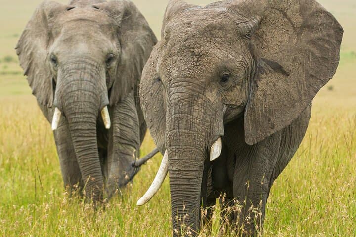 best-of-kenya-safari-7-days-6-nights-maasai-mara-amboseli-naivasha