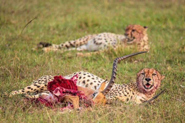 best-of-kenya-safari-7-days-6-nights-maasai-mara-amboseli-naivasha photo 4