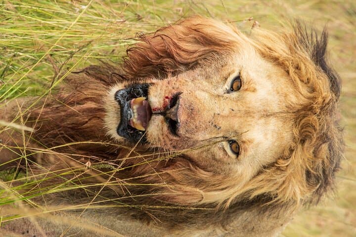 best-of-kenya-safari-7-days-6-nights-maasai-mara-amboseli-naivasha photo 5