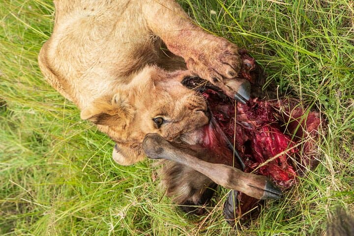 best-of-kenya-safari-7-days-6-nights-maasai-mara-amboseli-naivasha photo 6
