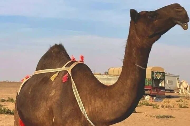Rub al Khali Sunset Safari: Empty Quarter Desert Adventure from Salalah photo 3