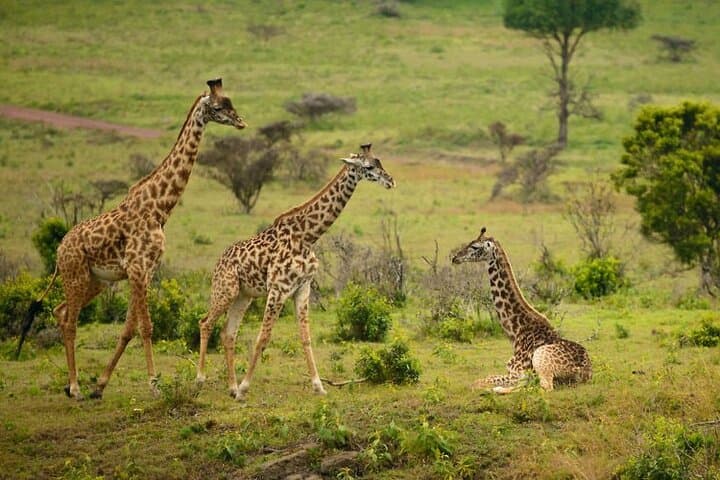 3-Day Tsavo West Safari from Mombasa — Mzima Springs, Ngulia & Big Cats