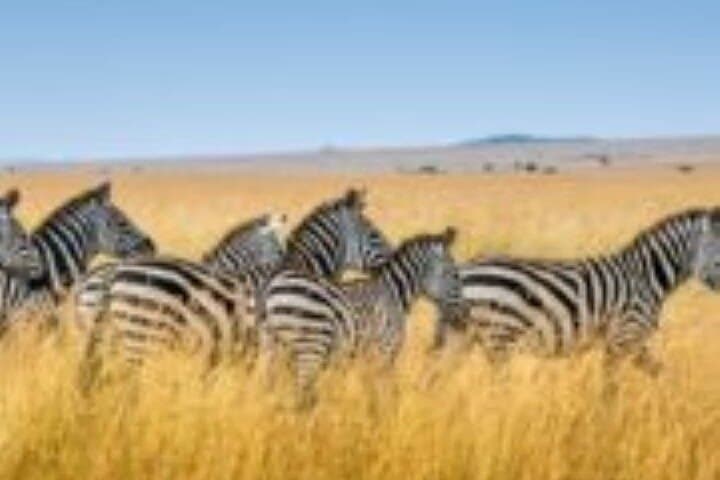 3-Day Tsavo West Safari from Mombasa — Mzima Springs, Ngulia & Big Cats photo 2