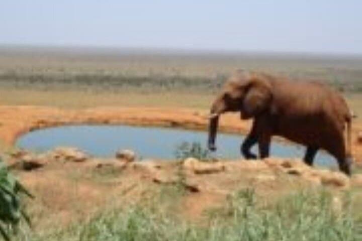 3-Day Tsavo West Safari from Mombasa — Mzima Springs, Ngulia & Big Cats photo 3