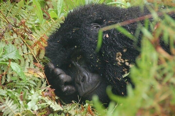 3-Day Gorilla Trekking & Golden Monkey Safari from Kigali