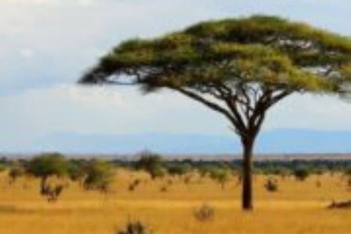 3-Day Tsavo West Safari from Mombasa — Mzima Springs, Ngulia & Big Cats photo 4