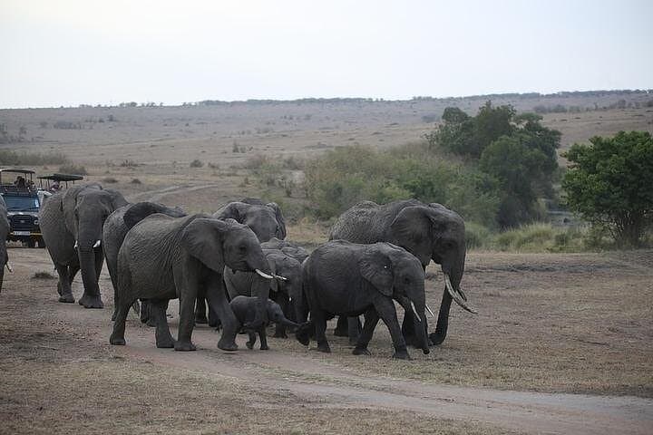 3-Day Tsavo West Safari from Mombasa — Mzima Springs, Ngulia & Big Cats photo 6