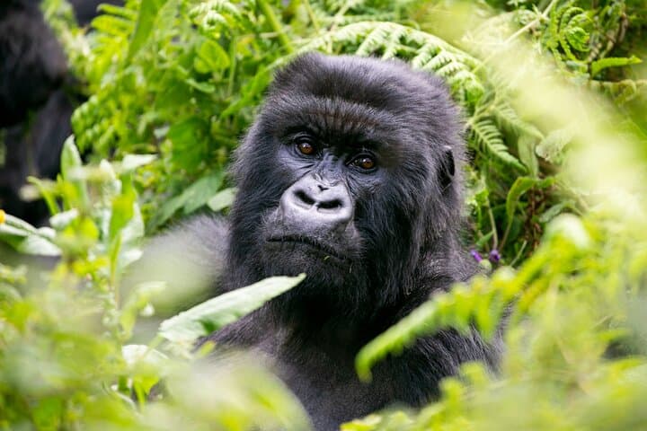 6-Day Rwanda Uganda Gorilla Trekking & Wildlife Safari