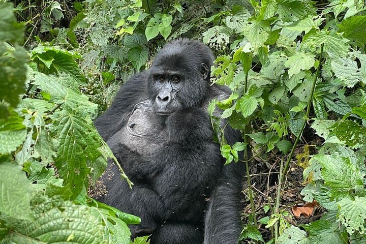 6-Day Rwanda Uganda Gorilla Trekking & Wildlife Safari photo 2