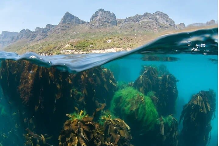 Hout Bay Ocean Safari: Kelp-Forest Snorkel & Marine Wildlife Cruise