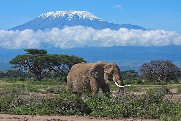 Amboseli Day Safari: Elephants, Kilimanjaro Views & Observation Hill