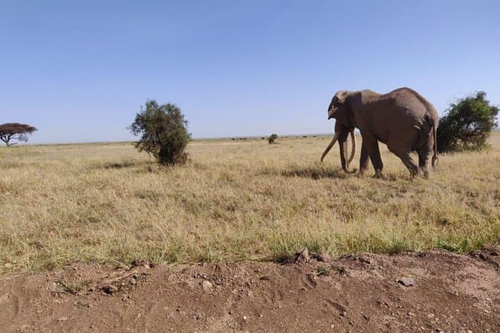 Amboseli Day Safari: Elephants, Kilimanjaro Views & Observation Hill photo 3