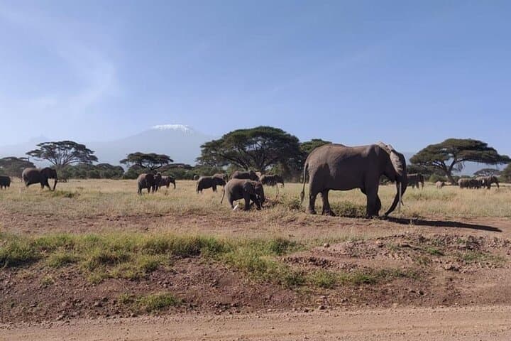 Amboseli Day Safari: Elephants, Kilimanjaro Views & Observation Hill photo 4