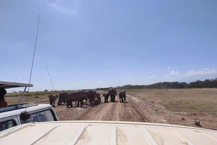 Amboseli Day Safari: Elephants, Kilimanjaro Views & Observation Hill photo 6