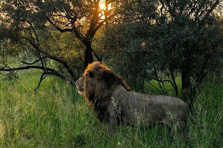 Private Full-Day Kruger Safari: Tailored Game Drives from Skukuza photo 2