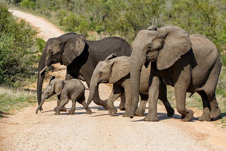 Private Full-Day Kruger Safari: Tailored Game Drives from Skukuza photo 3