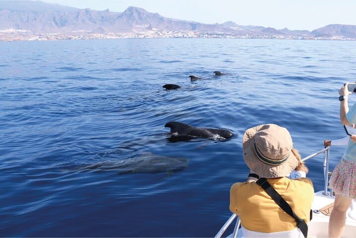 Cetacean Encounters off Costa Adeje — Whale Watching in Tenerife South