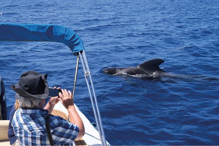 Cetacean Encounters off Costa Adeje — Whale Watching in Tenerife South photo 5