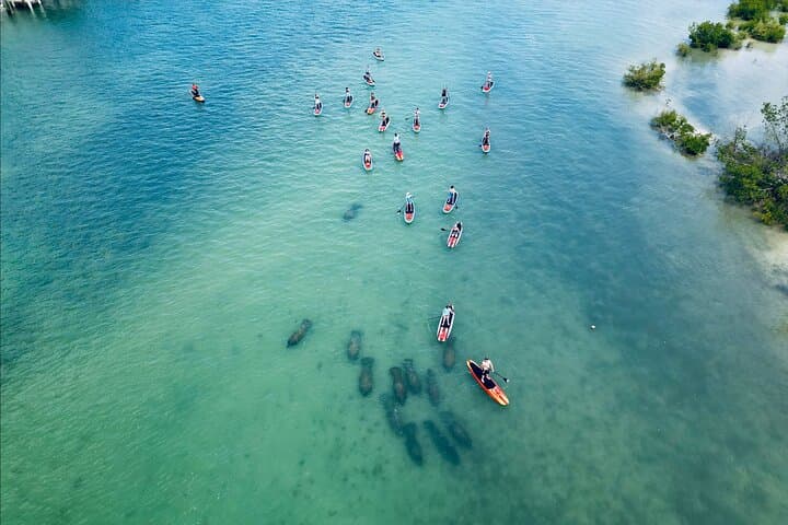Bonita Springs Dolphin, Manatee & Sea Turtle Paddle Adventure photo 5