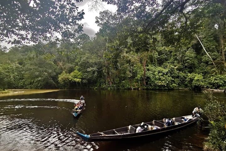 Taman Negara Full-Day Trek: Jungle Trekking, Rapids & Canopy Walk from Kuala Lumpur photo 4