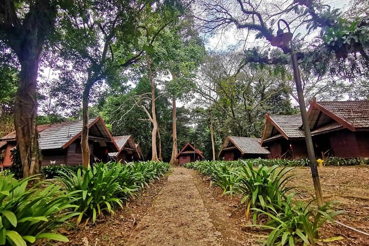 Taman Negara Full-Day Trek: Jungle Trekking, Rapids & Canopy Walk from Kuala Lumpur photo 5
