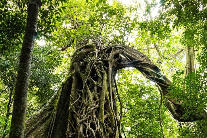 Rincón de la Vieja Hike, Hot Springs & Turquoise Waterfall — Guided Day Trip from Liberia photo 1