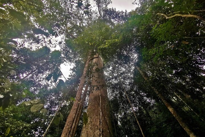 Taman Negara Full-Day Trek: Jungle Trekking, Rapids & Canopy Walk from Kuala Lumpur photo 6