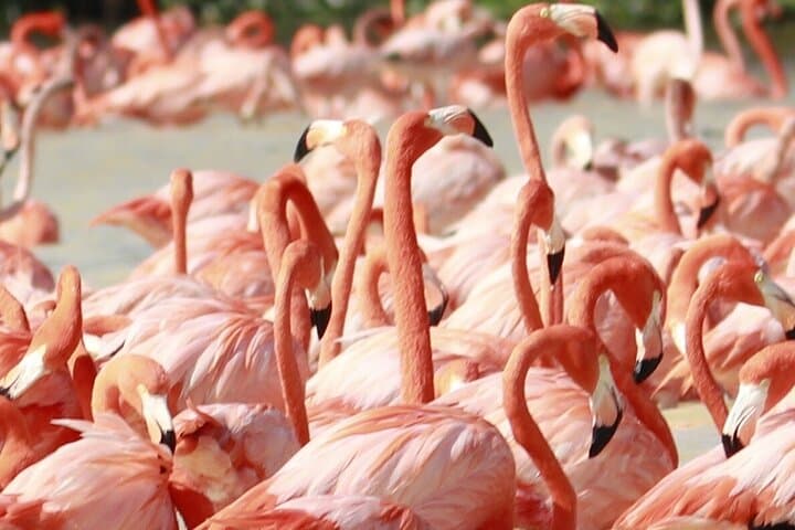Celestun Mangrove and Beach Boat Ride from Merida — Flamingos, Mangroves & Swimming photo 4