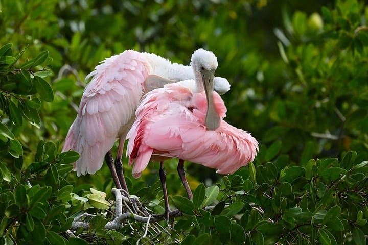 Celestun Mangrove and Beach Boat Ride from Merida — Flamingos, Mangroves & Swimming photo 3