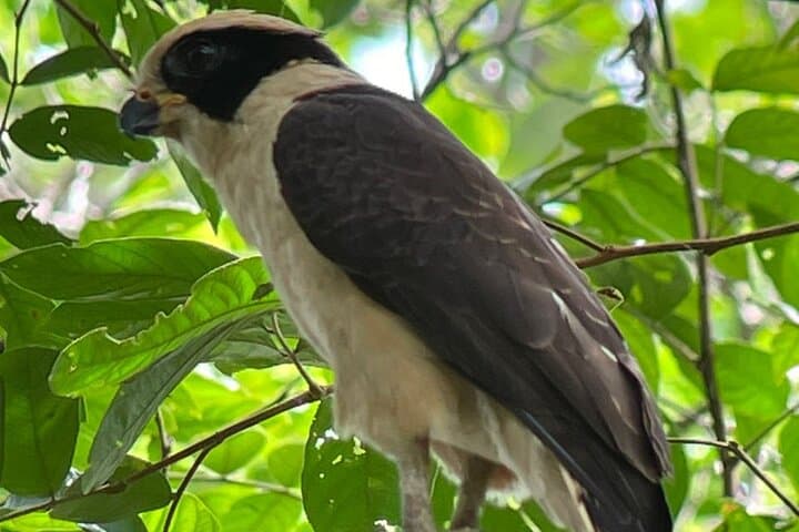 Manuel Antonio Guided Walk: 2–3 Hour Wildlife & Coastal Hike in Costa Rica photo 6