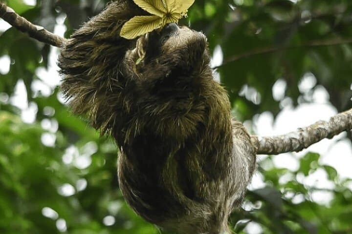 Manuel Antonio Guided Walk: 2–3 Hour Wildlife & Coastal Hike in Costa Rica