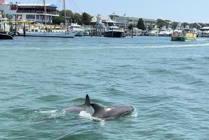 Destin Pontoon Cruise: 90-Minute Harbor & Choctawhatchee Bay Tour photo 6