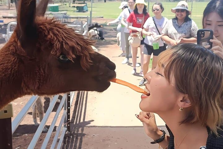 Private Alpaca Feeding & Ipswich Wildlife Day Tour from Brisbane