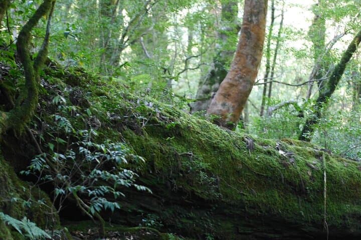 Full-Day Yakushima Walking Tour — Ancient Cedars, Waterfalls & Coastal Winds photo 3