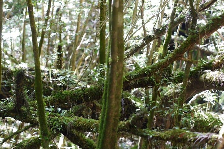 Full-Day Yakushima Walking Tour — Ancient Cedars, Waterfalls & Coastal Winds photo 4