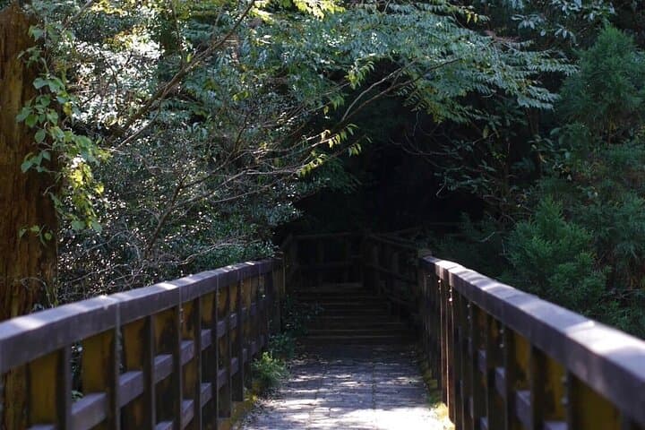 Full-Day Yakushima Walking Tour — Ancient Cedars, Waterfalls & Coastal Winds photo 5