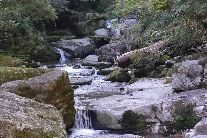 Full-Day Yakushima Walking Tour — Ancient Cedars, Waterfalls & Coastal Winds photo 6