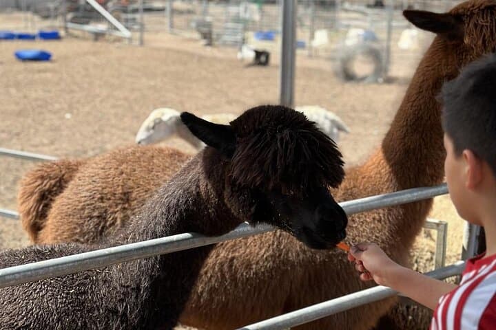 Private Alpaca Feeding & Ipswich Wildlife Day Tour from Brisbane photo 4