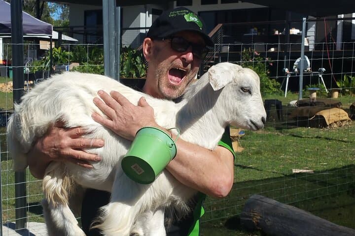 Private Alpaca Feeding & Ipswich Wildlife Day Tour from Brisbane photo 5