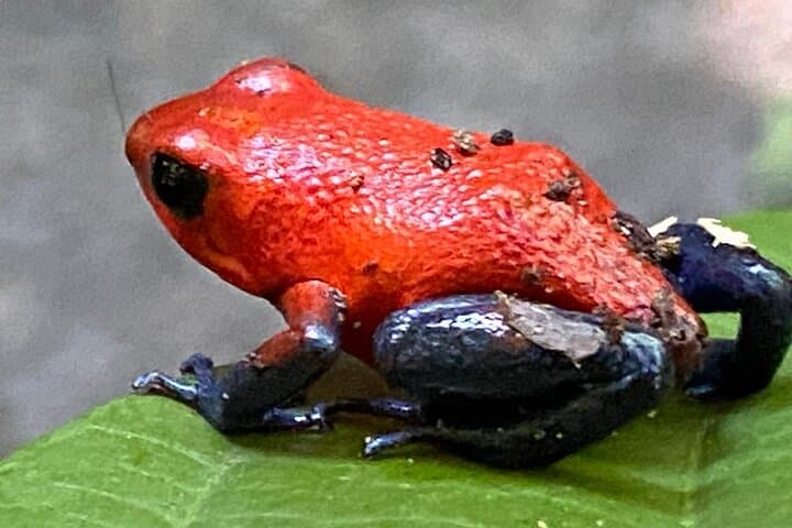 Rio Celeste Hike, Sloth Forest & Coffee Tour from Guanacaste photo 3
