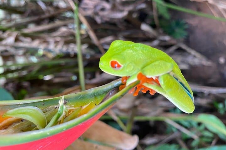 Rio Celeste Hike, Sloth Forest & Coffee Tour from Guanacaste photo 4