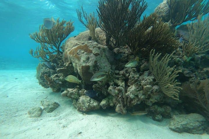 Jungle to Sea: Chacchoben Ruins & Mahahual Snorkeling Day Tour photo 4