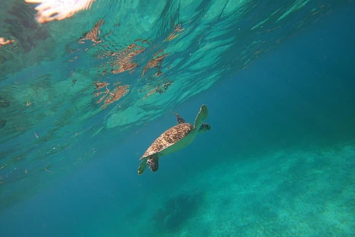 Jungle to Sea: Chacchoben Ruins & Mahahual Snorkeling Day Tour photo 2