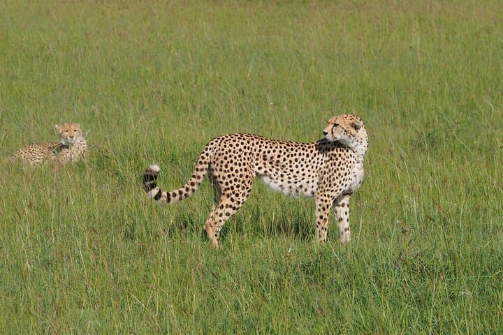Tsavo East 2-Day Safari from Diani or Mombasa: Elephants, Yatta Plateau & Aruba Dam