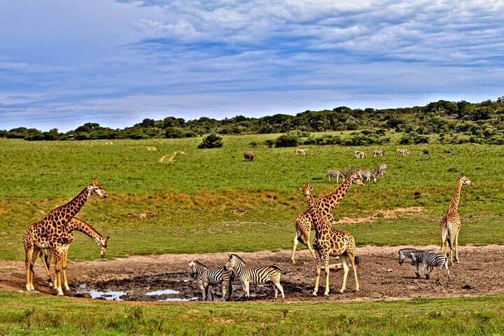 Tsavo East 2-Day Safari from Diani or Mombasa: Elephants, Yatta Plateau & Aruba Dam photo 2