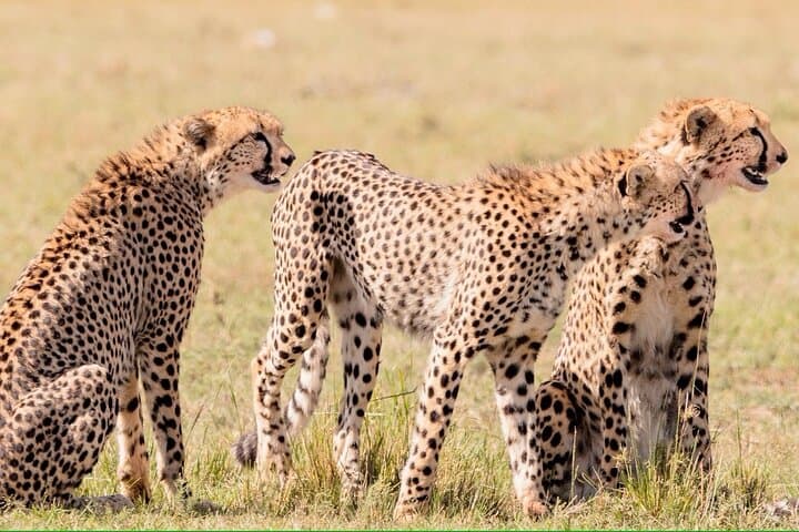 Tsavo East 2-Day Safari from Diani or Mombasa: Elephants, Yatta Plateau & Aruba Dam photo 4